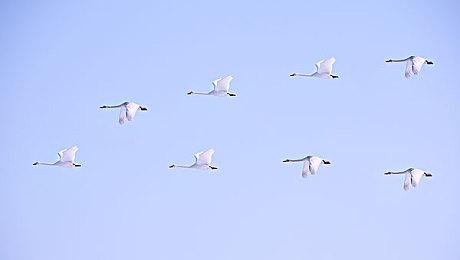 宝可梦公司完全胜利 盗版游戏《口袋妖怪复刻》下架停运公开道歉